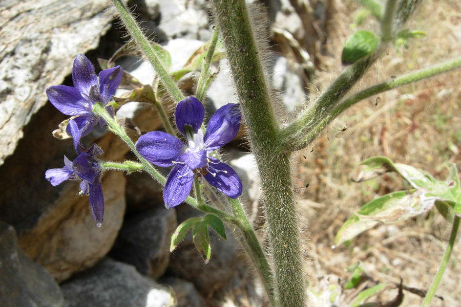 Da Creta: sei fiori senza identit